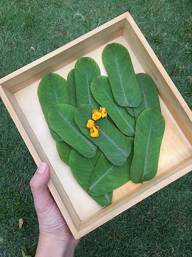 GOLDEN LEAF HANDMADE SOAP